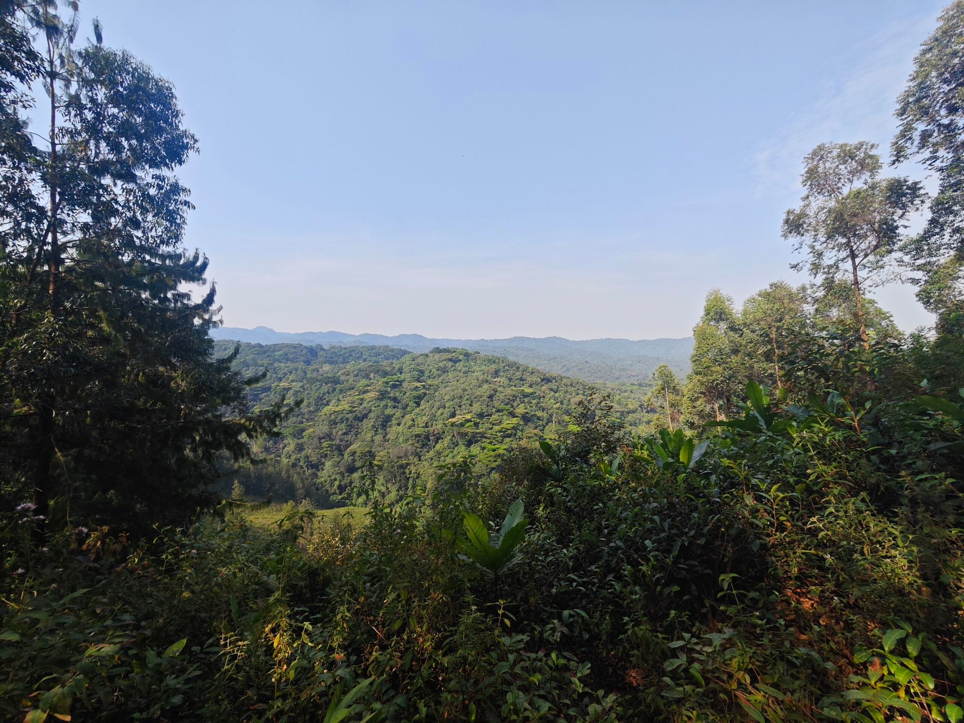 Regenwald am Bwindi-Nationalpark